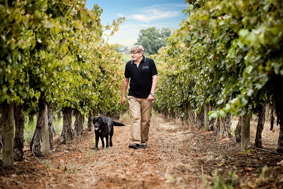 DeakinEstate's tweet photo. First day of 2019 vintage AND our #winemaker Frank Newman's 50th #vintage! As Frank crushes #Chardonnay for our sparkling wine today, he's remembering his first vintage at @penfolds Magill back in January 1969. 
Congratulations Frank! #V19 https://t.co/He1V393paJ