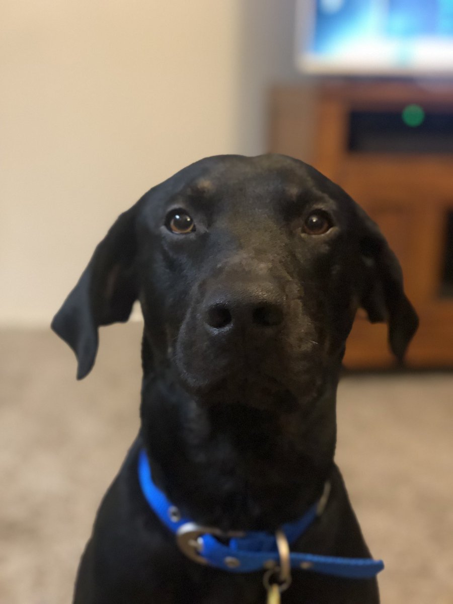 rylan4031's tweet photo. Why’s my dog look like he’s posing for a mugshot😂 https://t.co/aWjF3JTFoE
