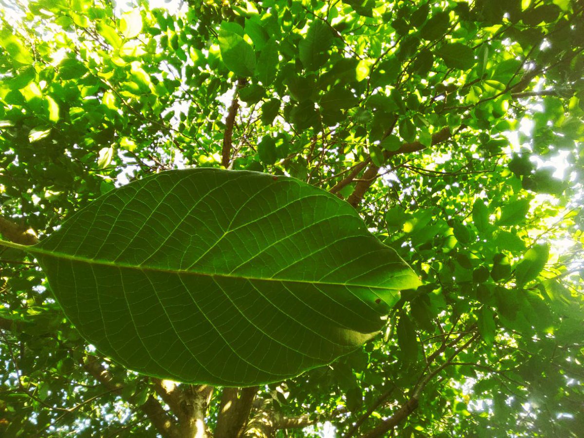 EnthomPhotos's tweet image. Good Morning 🙂
BTC ( Bitcoin ) Donation 👉 17fuLzQoGTWtSXLDkbLm1VMPJZMN5RE9yt 👈 🙂  Free download / PMessage to me  🎁 Follow me + Retweet = I Follow Back  🎁  /K19