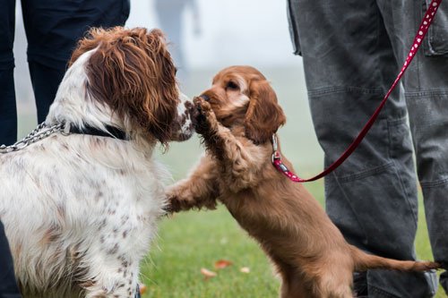 New study from <a href="/TheKennelClubUK/">The Kennel Club</a> reveals the number of pedigree dogs at risk of often painful and debilitating inherited diseases is being dramatically reduced by responsible breeders using DNA tests. Read on 👉 ow.ly/JoVg50kgQn6