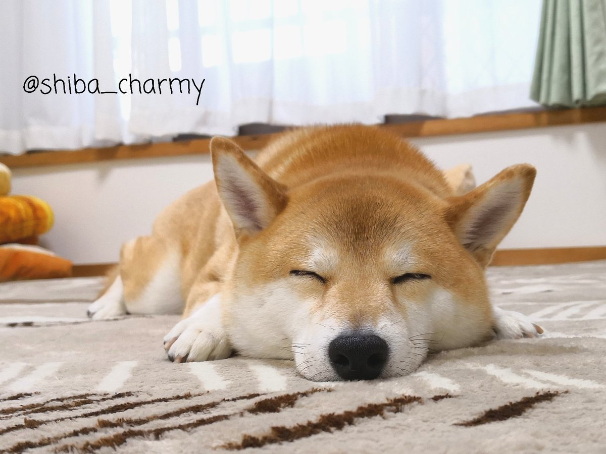 柴犬チャーミー かわいい寝顔 柴犬 Shiba