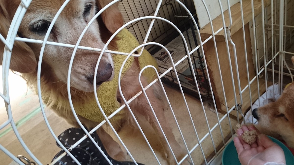 O Xrhsths ハルばあちゃんの余生 Sto Twitter ﾟ保護犬猫シェルター ﾟ 子犬ちゃん また来ました 代表が笑いを堪えて 見て見て と 言うので見てみると 犬 人面犬 猿顔 笑っちゃいけない でも 笑っちゃう 笑 女の子やで で爆笑 笑 また見つけまし