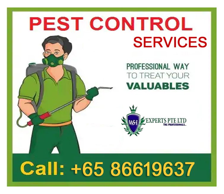 ExpertsWsh's tweet image. Looking for Affordable &amp;amp; Effective Pest Control?
#Pest_control_services
#Pest_control_solutions
#Pest_control_service_providers
#Pest_control_services_in_Singapore
#Reliable_pest_control_services

For more information visit our website @
wshexperts.com.sg/web/pest-contr…