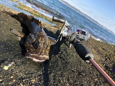 魚速報 V Twitter 千葉 館山周辺 穴釣りでムラソイ カサゴ 南房 T Co Gfkxl6dweu T Co Wqnwutdjk1 Twitter