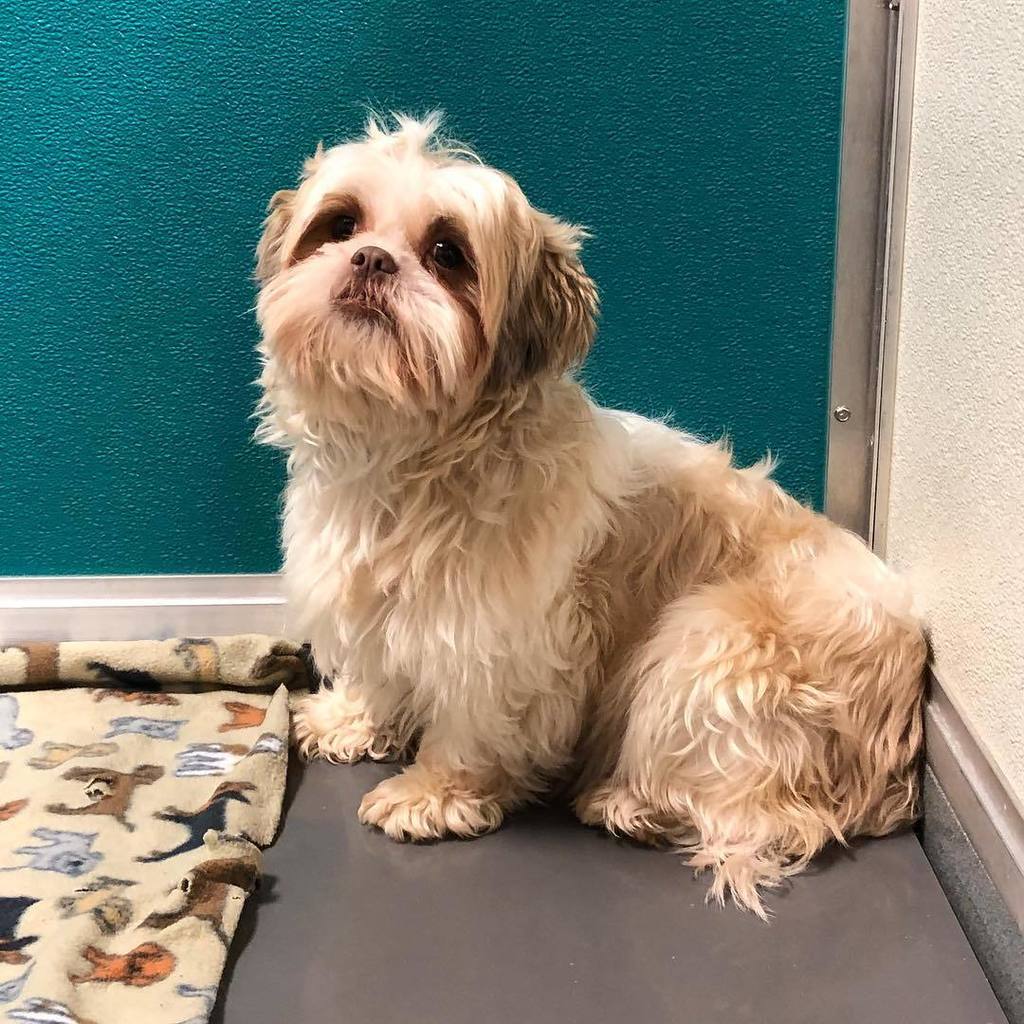 KeystonePet's tweet image. Who doesn’t want a cute little rescue dog to cuddle with in this cold weather!?! #rescuepups #keystonepetrescue #adopt #mainstreetmountjoy