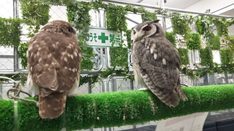 23種類の可愛い動物