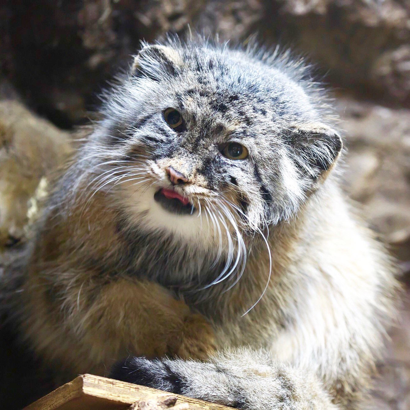 Royg そうそう 先々週は上野動物園に行ってマヌルネコさんに会って来たよ 上野動物園のマヌルネコさんの家は狭いし陽が当たらないからちょっと可哀想に感じるなぁ マヌルネコ Pallascats Manul 猫写真 動物写真 猫 猫好きな人と繋がりたい 上野
