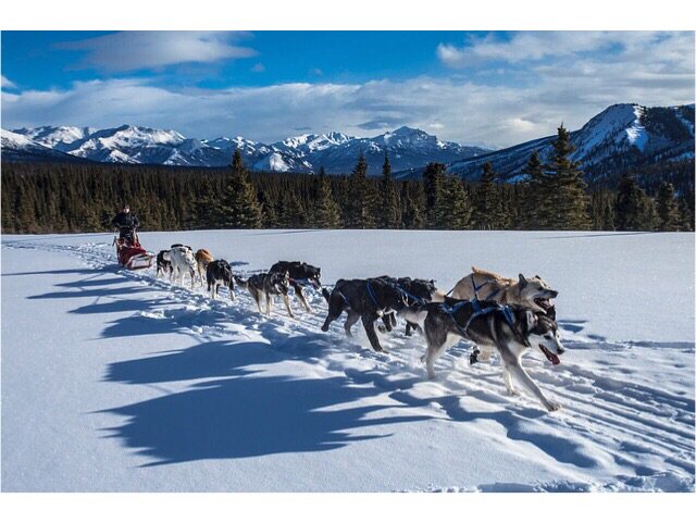 CTC_CONNECT's tweet image. Une superbe activité typique canadienne, le chien de traîneau 🛷 ❄️ 

#dogs #dogsledding #winter #fun #winterfun #activity #canadasworld #quebec #ctcconnect