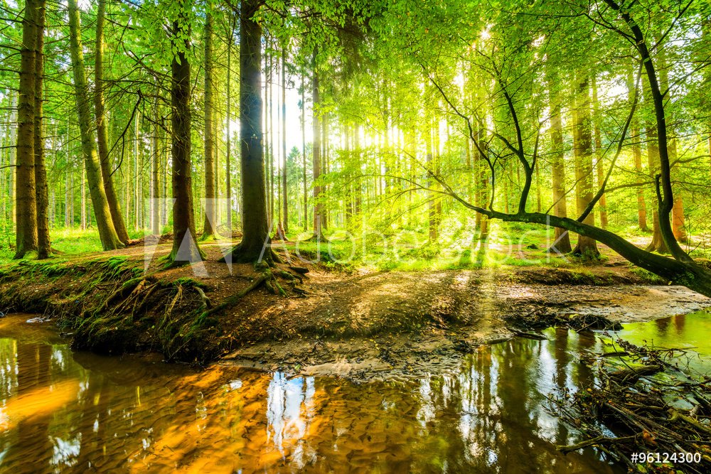 dein_baum's tweet photo. Gute Morgen 🌲🌳🌲🌳🌲🌳
#durchatmen #deinbaum https://t.co/eaSKkvTNhz