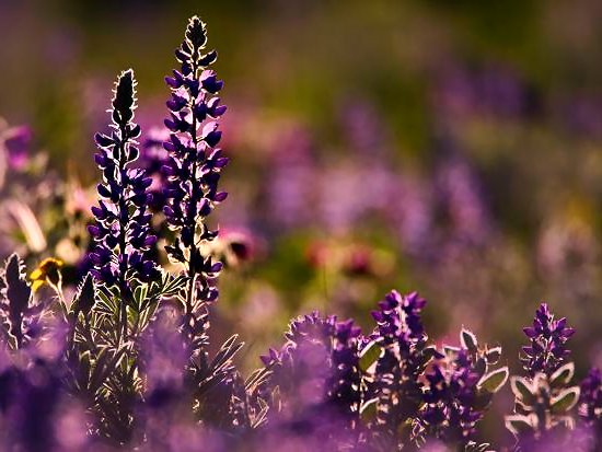 Good Night lovely Twitter People.
✨🌸💤🌹🦋😴🦋🌹💤🌸✨