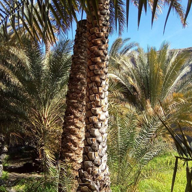 RyanBiddulph's tweet photo. Misfat Al Abryeen. #oman #oman_traveller #nizwa #middeleast #middleeastpictures #arabianpeninsula #travellife #travelblogger #traveling #travelpictures #travelers #Travel #travel #digitalnomads #digitalnomad #deserts #desert #internetlifestyle #internetb… https://t.co/BNrfZkvfgV https://t.co/QZNEmFdo8C