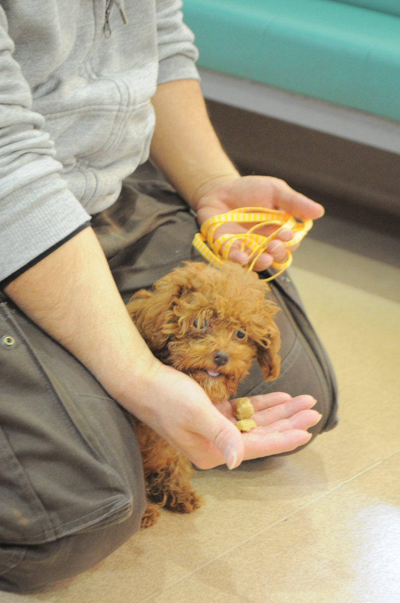 くぼた動物病院 1月19日のパピーパーティー 今回はトイプードルのララちゃん ゴールデンレトリバー のライチちゃん スタンダードプードルの小梅ちゃんが参加してくれました マテ アイコンタクト 歯磨き みんな上手にできました ０ おうちでも