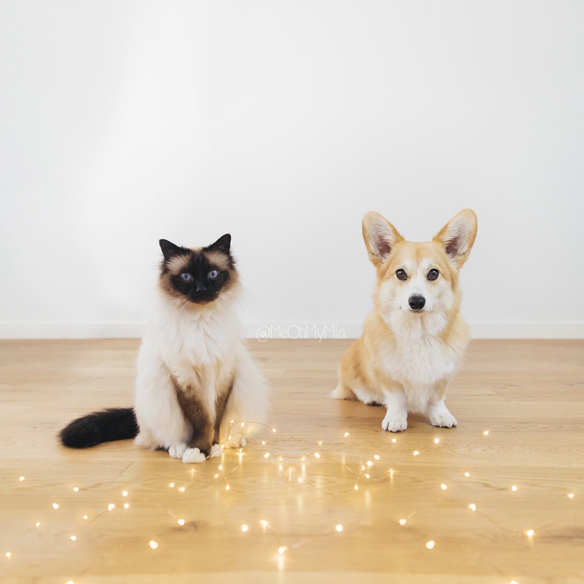 meohmymia's tweet photo. The dynamic duo are back! And they are here to wish you an awesome week ahead 🐱🦊💕
🐾
🐾
🐾
#MeOhMyMia #MiaTheCorgi #melbourne #australia #corgi #corgipuppy #birmancat #birmancatsofinstagram #catanddog #dogandcat https://t.co/yQJTKOuWVj