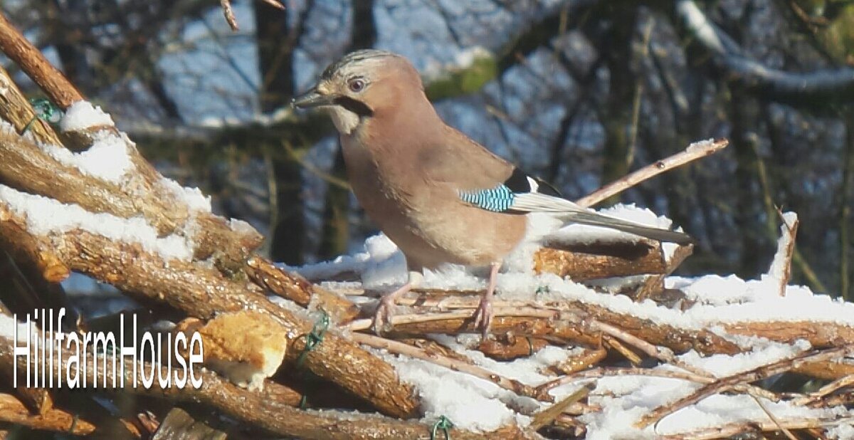 kevinharkin3's tweet photo. Jay day at #hillfarmhouse #Derry #ireland
#Snow https://t.co/UkvdNKzcwM