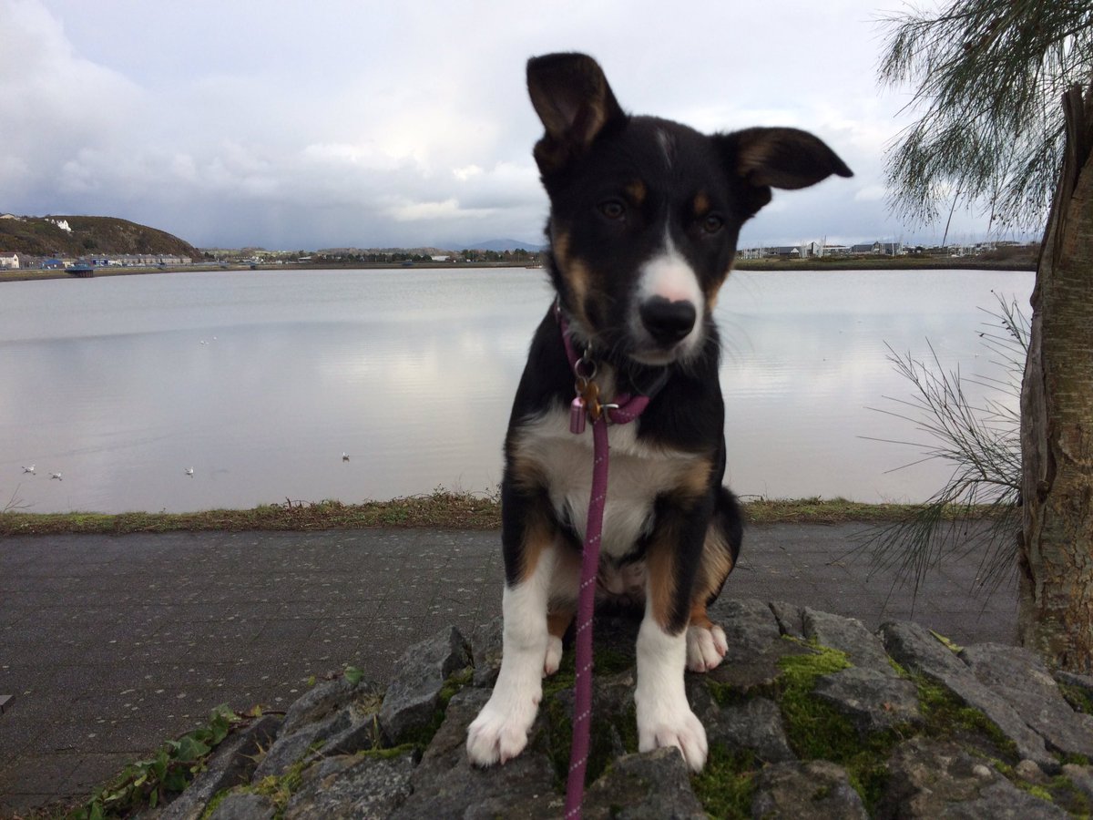 LouieZx6r's tweet photo. #Pwllheli #EmbankmentRoad #tami https://t.co/W9rD4PiQZh