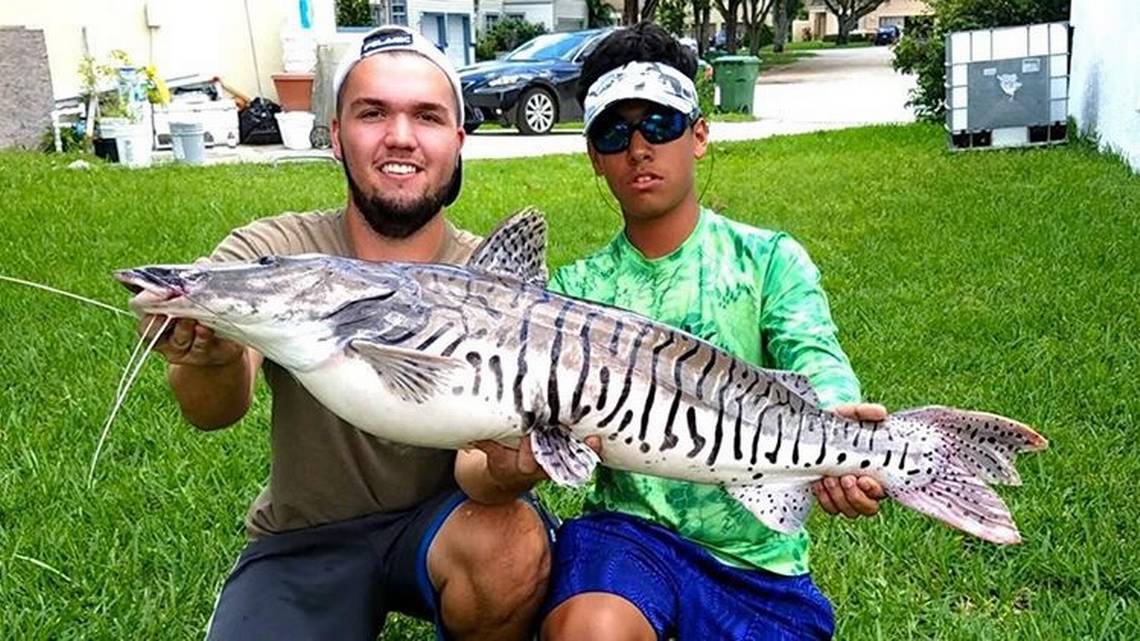 MiamiHerald's tweet photo. From body snatchers to walking catfish. This is what freshwater fishing looks like in South Florida https://t.co/qPZOzBIs4Z https://t.co/LbxbGQctab