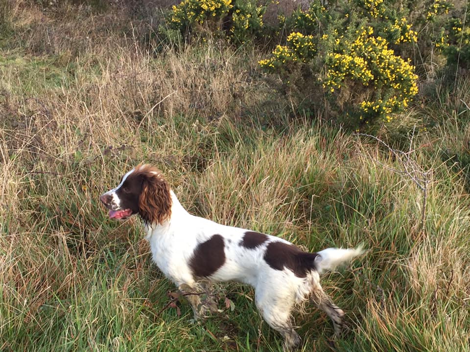 Looking forward to welcoming #dogs and owners to the farm in 2019 for Totally Canine Training.  We have so many fun activities  and training planned.  Today we are building new #scurry challenges and putting together #scent games for clients.