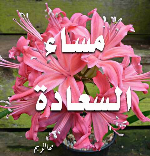 TqPF7uhIJD24K62's tweet photo. مساء السعاده 🌷 🌷 🌷 https://t.co/m2Nn7eZieI