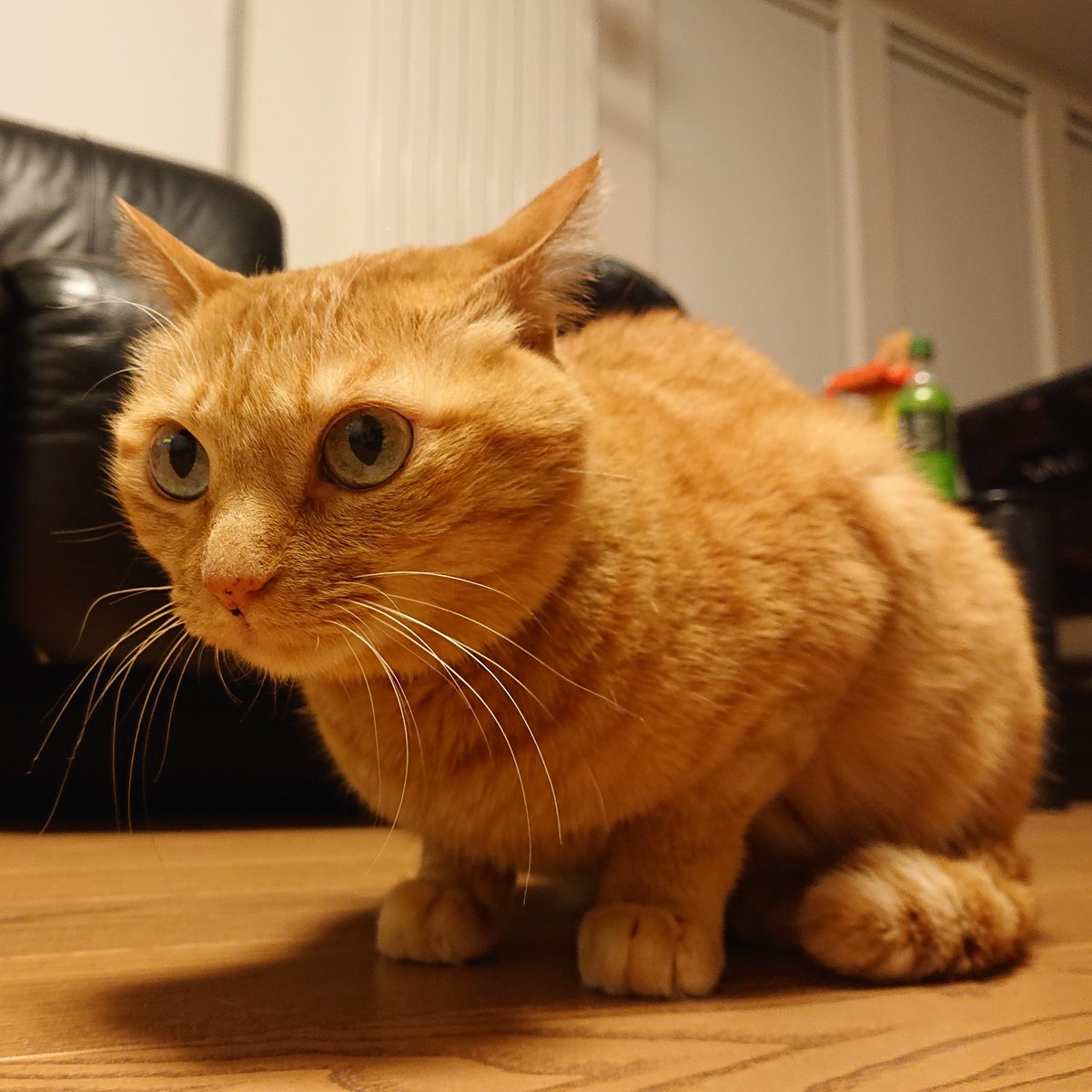 Shin Do 久しぶりに今日のねね 茶トラ 茶トラ猫 茶とら 茶とら猫 チャトラ チャトラ猫 ちゃとら ちゃとら猫 T Co Dyrmvciiok Shin Do 久しぶりに今日のねね 茶トラ 茶トラ猫 茶とら 茶とら猫 チャトラ チャトラ猫 ちゃとら ちゃとら猫 T Co Dyrmvciiok