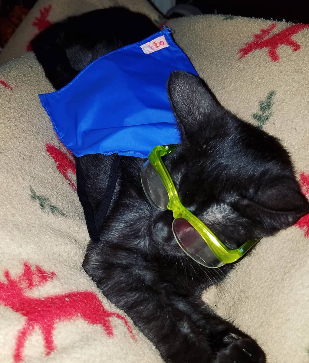 MafuMighty's tweet photo. Even super cats need a rest ❤
#blackcat
#blackcatsofinstagram
#cat #blackcatsoftwitter
#catsofinstagram 
#sheltercat
#savealife
#adoptnotshop 
#yelloweyes
#blacktabby
#cuddlebud
#crazycatlady
#mafu
#mafuthemighty https://t.co/j88i9UHuDY