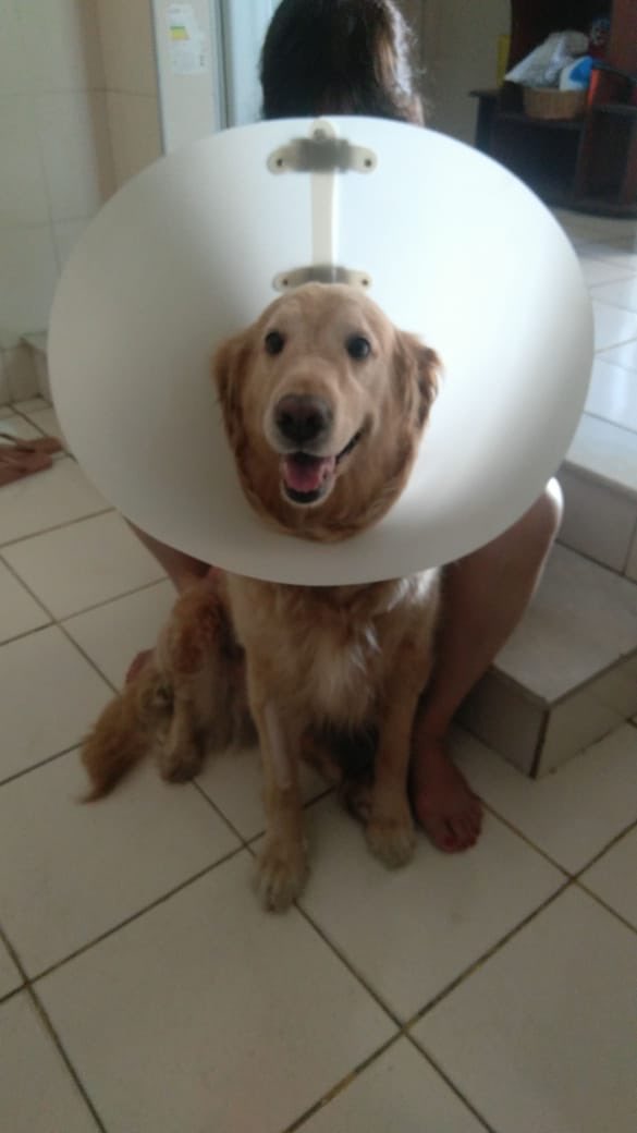 carolkyoko's tweet photo. A parabólica mais feliz que você vai ver hoje na sua timeline #Soupi! 🐾 https://t.co/ZBltN1ocdG