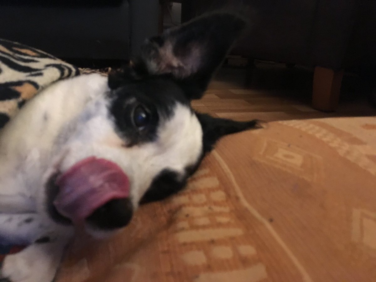 GeordieHound's tweet photo. Feeling a bit better after a long nights rest and some good girl ham - yummy! 
#mydogthepotato #seniorpup #TongueOutTuesday #followthefluff #mlem https://t.co/u05ZpKdzRn