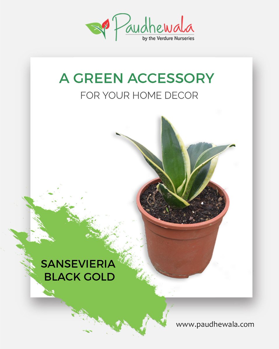 Expand Your Green Sense.
You just need to click here to buy online- paudhewala.com
Hurry Up!

#Paudhewala #OnlinePlants #Adenium #FlowerPlant #OnlineNursery
