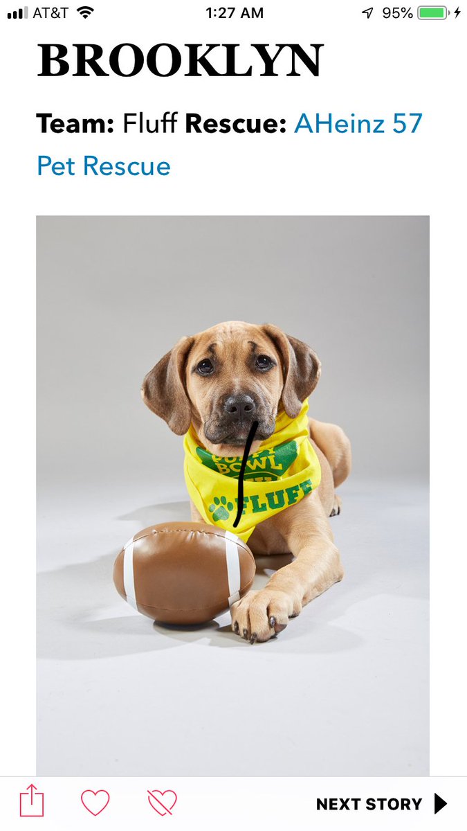 brooklynnrl's tweet photo. There is a puppy with my name in the Puppy Bowl. This is the first time in my life that something this significant has ever used my name. #PuppyBowlXV #GoTeamFluff #ThereIsASierraToo #Adopt https://t.co/ZCm8vEFGSm