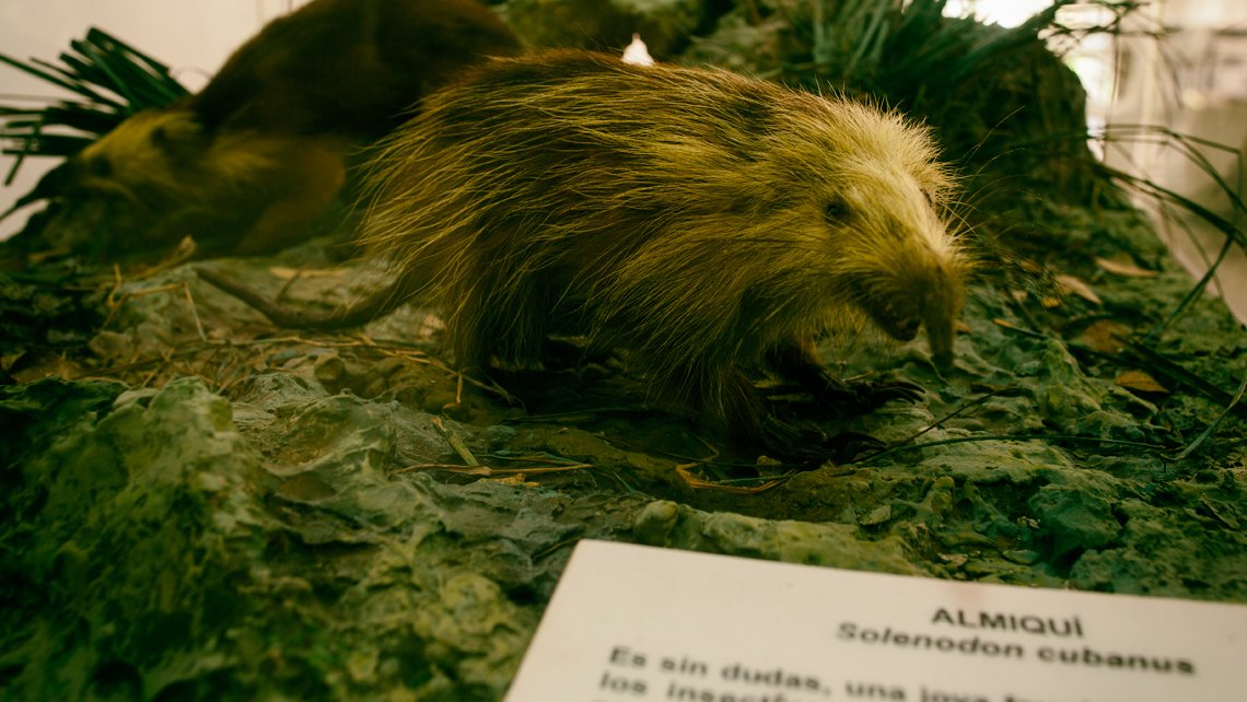 Unduh 74 Koleksi Gambar Fauna Di Filipina  Gratis HD