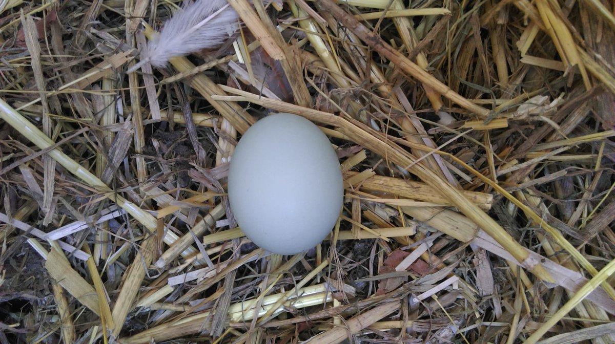 'I love your soul so dearly that, rather than losing you, I would let myself be crucified again, if it were possible.'

Bridget of Sweden, patron of failures, on the day of her first pale blue egg #TuesdayThoughts #Chickens