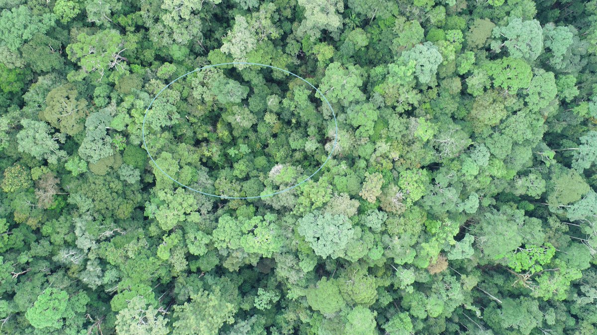 solomilne's tweet image. Just found a beautiful pocket of tree ferns (I think) and palms in primary forest in the @UNDPproject landscape. #DroneEcology turns over so much information from the landscape, it will take ages to unpack it.