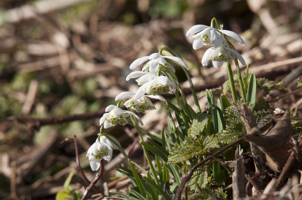 HfdsLeaderProg's tweet photo. Winter can't make its mind up here in beautiful Herefordshire. These snowdrops near Bromyard are showing us the first signs of spring. #NewBeginnings #Herefordshire https://t.co/78tCFd0DvF
