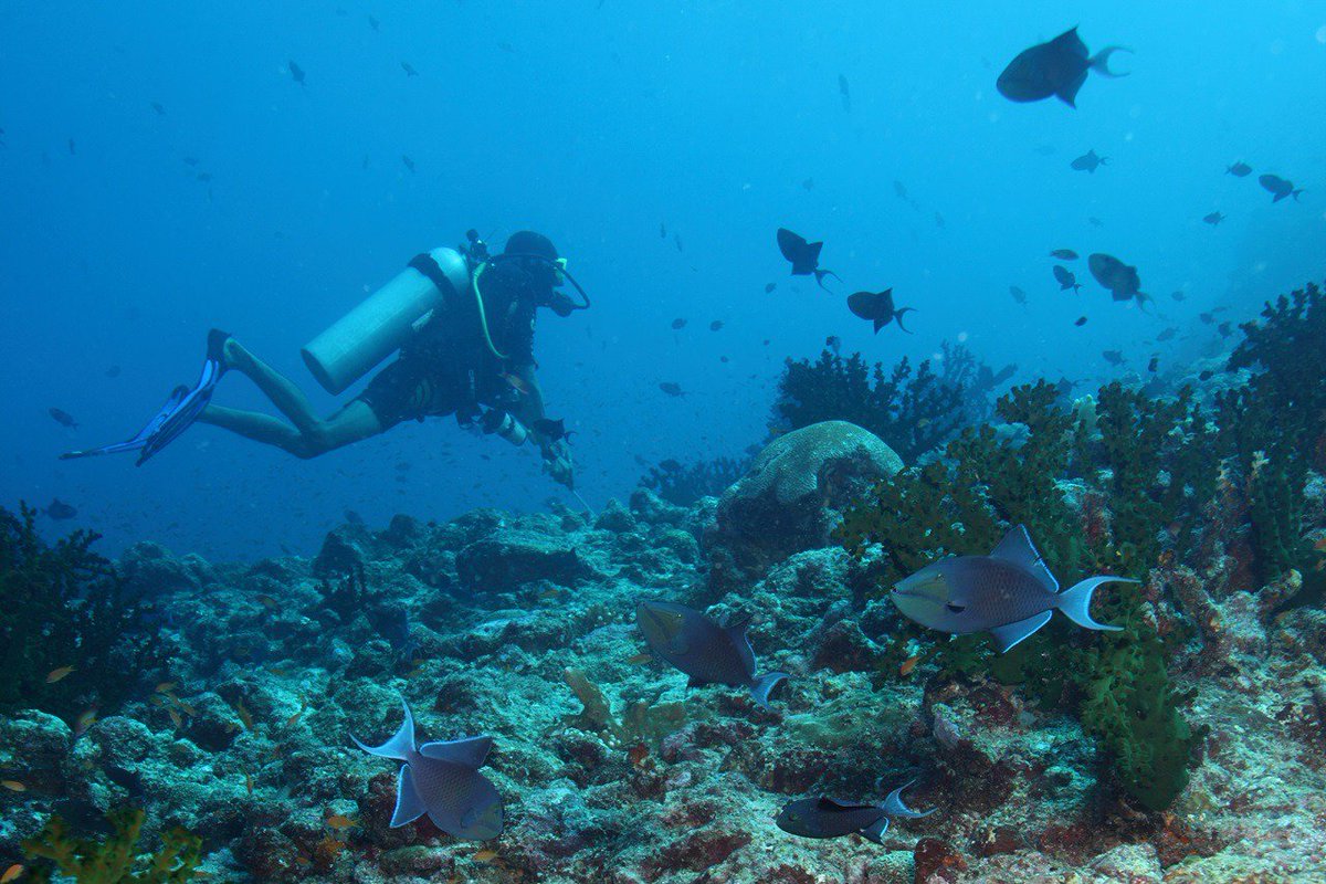 pesonaindonesia tweet picture