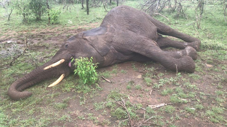 Five elephants found dead in the Olarro Conservancy and the surrounding areas in Kenya’s Maasai Mara National Reserve this month could have consumed vegetation or water that contained poisonous insecticides
bit.ly/2DrIVdi