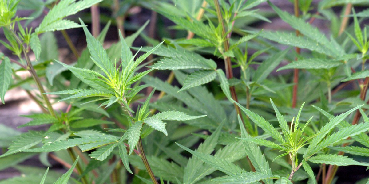 The Documentary Channel tweet media