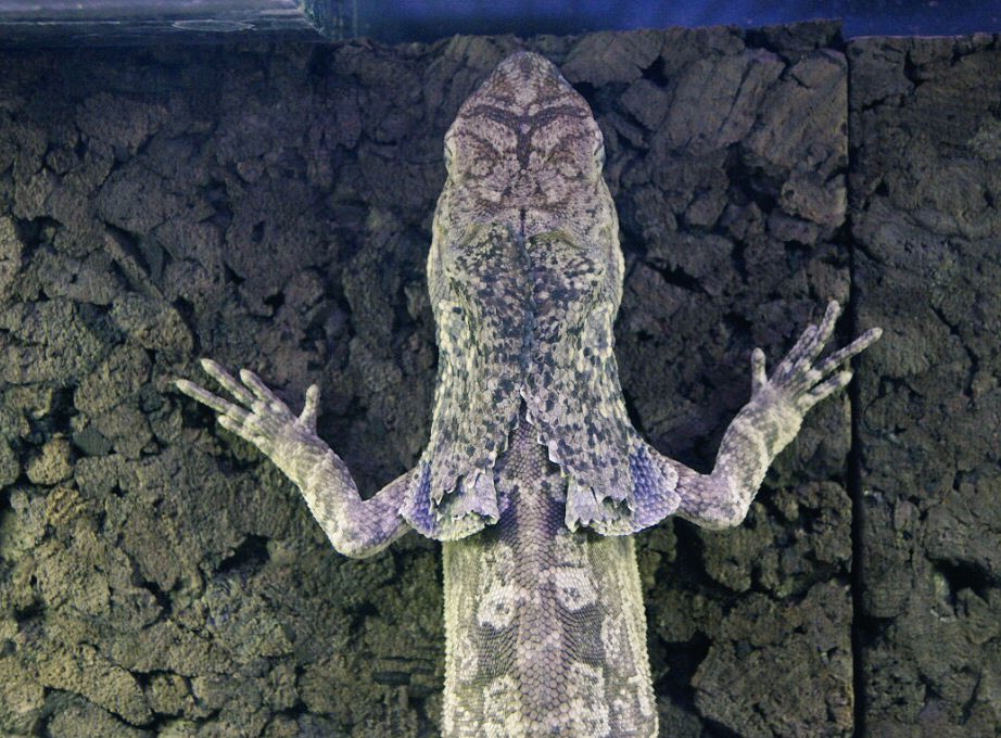 エリを開いていないエリマキトカゲ。 実は飼育していても自発的にエリ