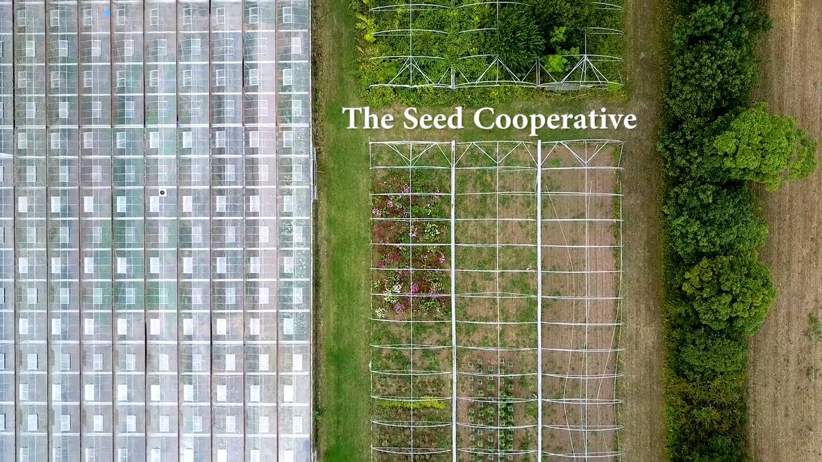 BiodynamicUK's tweet photo. We are widely aware of the staggering losses of #biodiversity around the world, but what is less appreciated are the huge losses in the numbers of varieties of food crops and the genetic diversity that goes with them. Watch @seedcoop’s full video here: https://t.co/GmGoEuIOLo https://t.co/CCUFTY5xVu