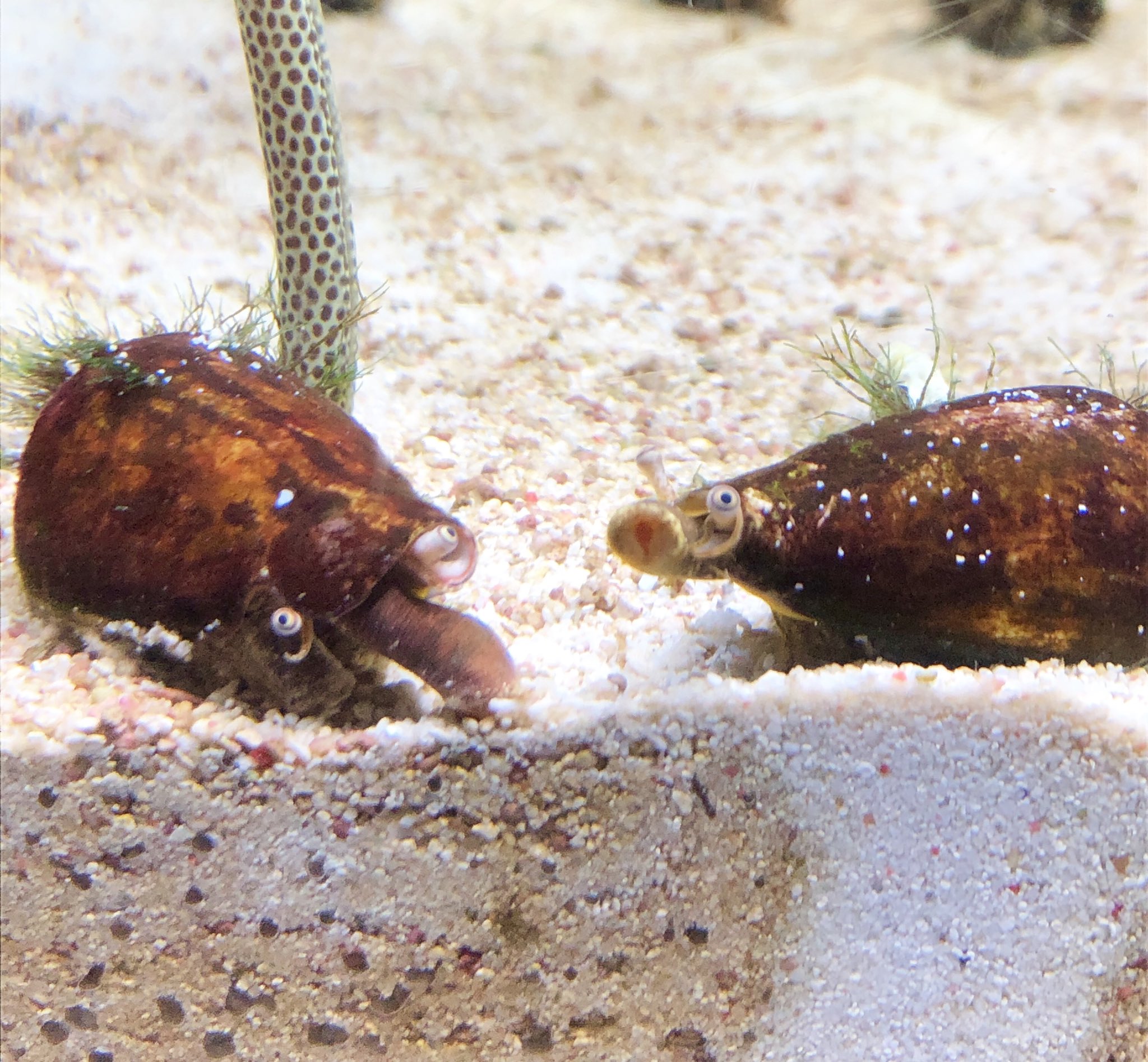 桜川十色 すみだ水族館のチンアナゴの水槽にいるこの貝は マガキガイ という生き物です 食用にされたりタンクメイトとして飼育されたり 私が思っていたより身近な生物です 口を伸ばしあちこち這いずり回る様は テレタビーズ の掃除機 Noo Noo を