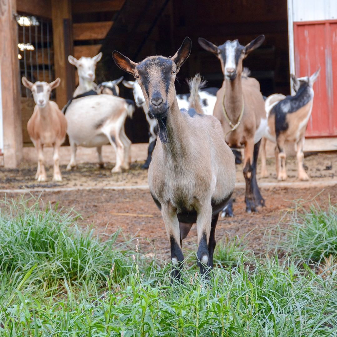 What's On Appleby: Goats Milk Handmade Soap by Frank Hunter Whats on Appleby: Goats Milk Handmade Soap by Frank Hunter