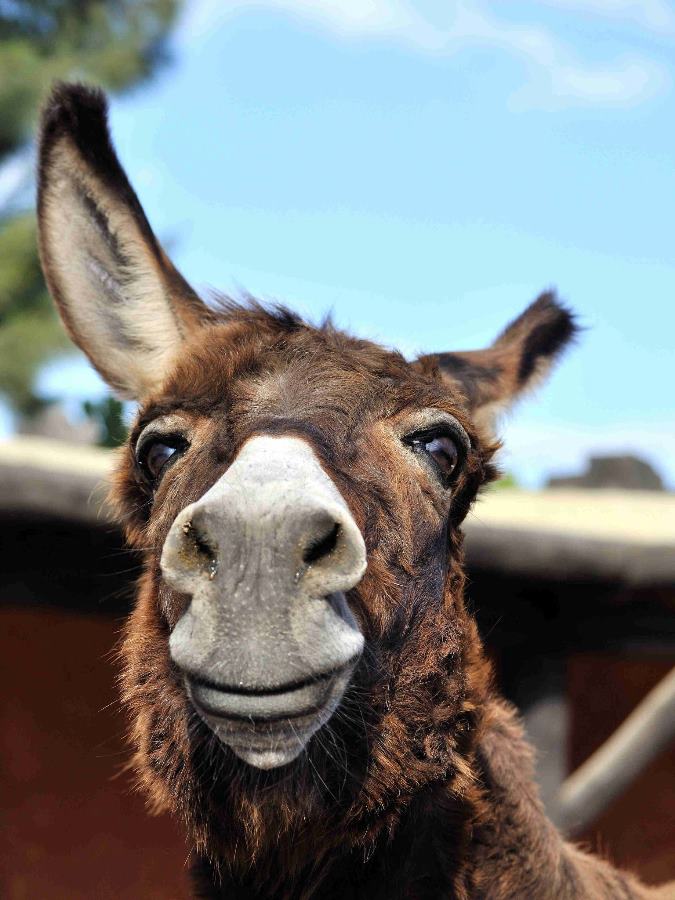 In #Lanzarote you have the possibility to spend a day between exotic animals 🐃 🐆, shows with marine animals 🐬 and water park 🌊. All at the <a href="/RanchoTexasPark/">Rancho Texas Park</a> Lanzarote  😍
 
 ow.ly/aK3h50k6qhG