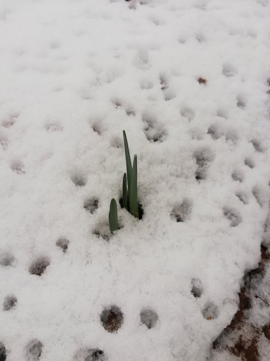 JardindeLecho's tweet photo. Le Jardin de l'Écho sous la neige https://t.co/7Fiu2nqN0g