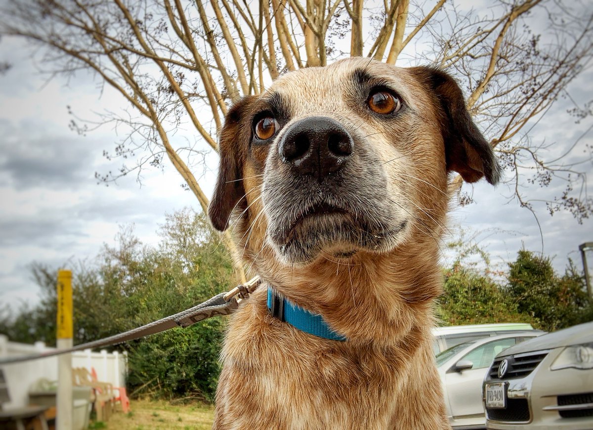 Chase is ready for 1.) Netflix 2.) Cuddles and 3.) Snacks while he waits for spring! He's over this chilly weather and can't wait for warm walks with his new family! Could that be you? Come and meet Chase from 12-6pm! #TakeMeHomeTuesday