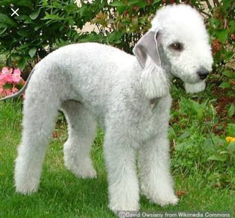 これチチャンウクの犬と同じだからすぐわかったら。飼い主さん見つかっ