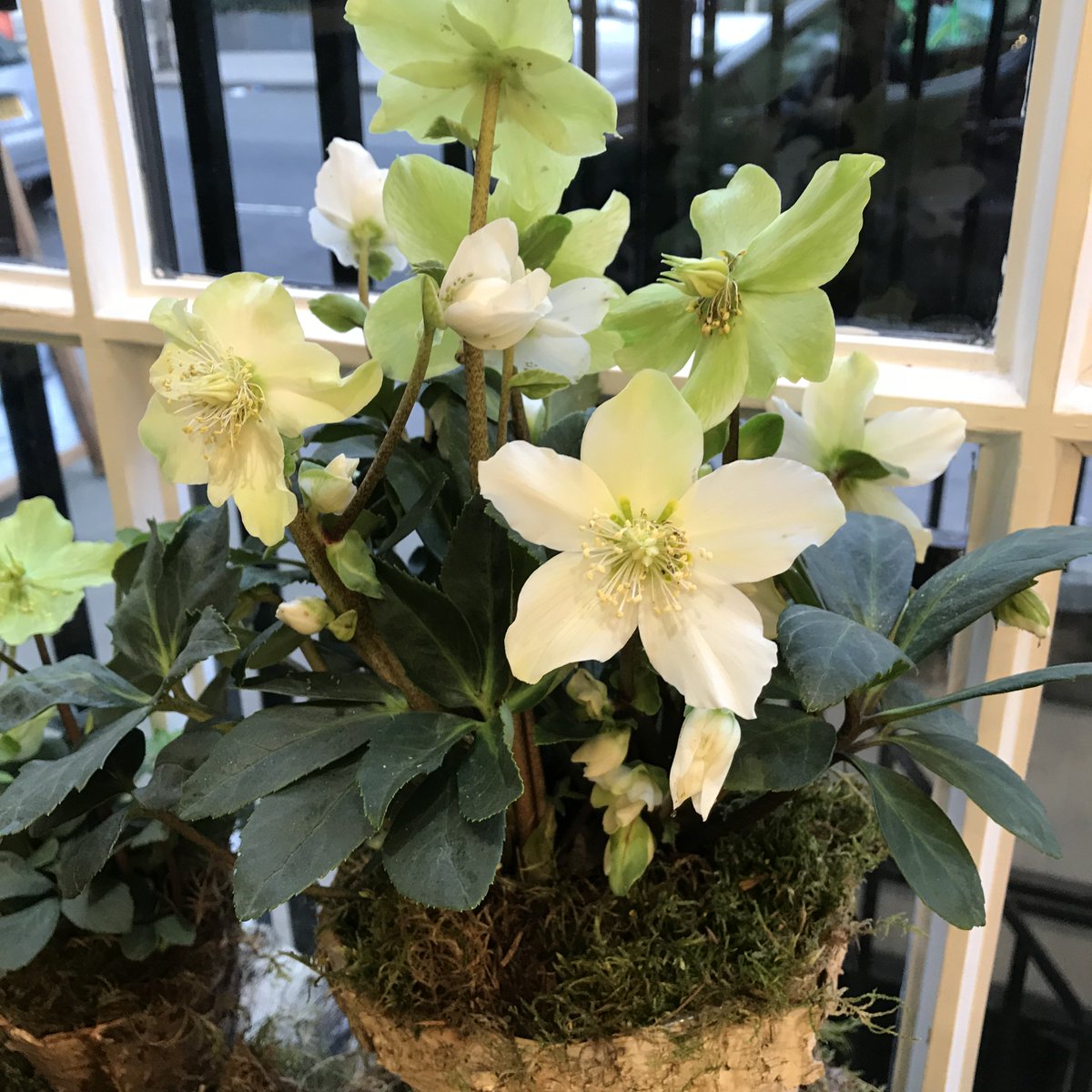 We’re having a ‘White day’ at the Jane Packer Flower School ow.ly/VF9d30np98V