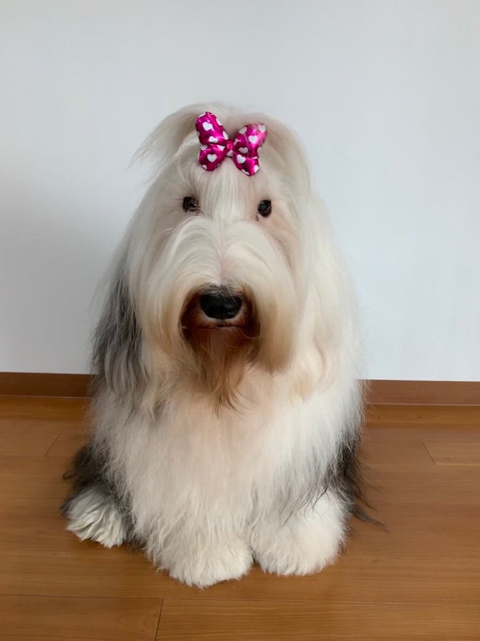初めて恋をした日に読む話犬種は とろろの種類や飼い犬画像は ドラマネタバレ