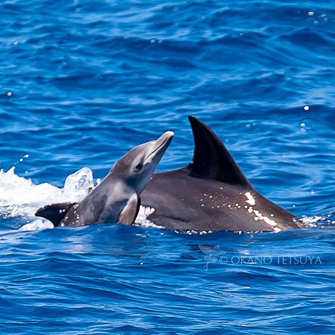 イルカの赤ちゃんのtwitterイラスト検索結果 古い順