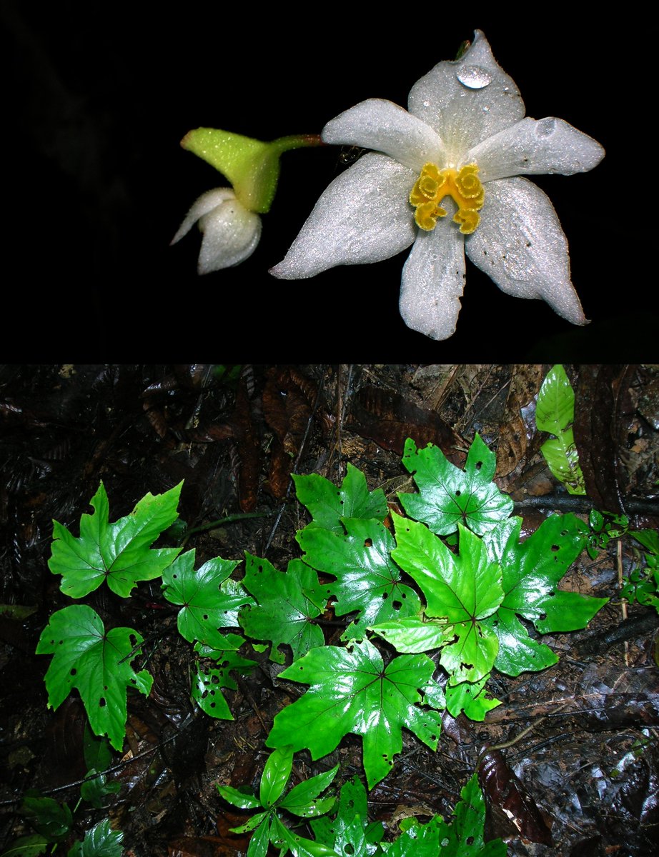 #BegoniaOfTheWeek is leuserensis, collected by @Scaphium and @markhughesis in Sumatra in 2008 and described seven years later