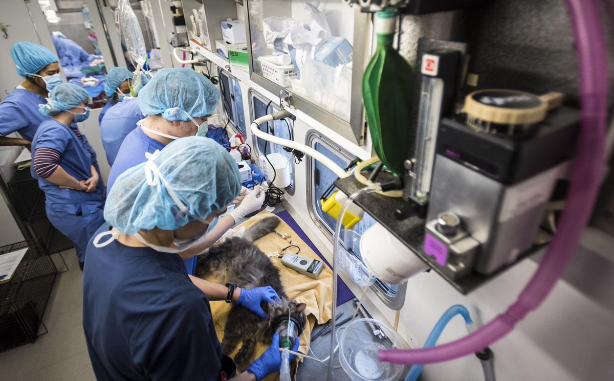 NCStateVetMed's tweet photo. Important work: A group of third-year students spent the weekend spaying and neutering cats as part of the inaugural Forsyth Feral Fix program to help curb the feral cat population. https://t.co/2CPZuBuGuj https://t.co/8dam5gwBIc