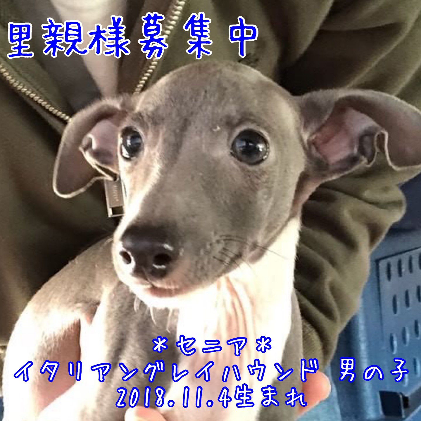 保護犬カフェ 鶴橋店 里親様募集中 本日保護のイタグレちゃんの 里親様募集中です 店舗移動の可能性もございますので お問い合わせはお電話にてお願いします 06 4309 8715 里親募集中 保護犬カフェ鶴橋店 保護犬 犬 イタリアングレイハウンド
