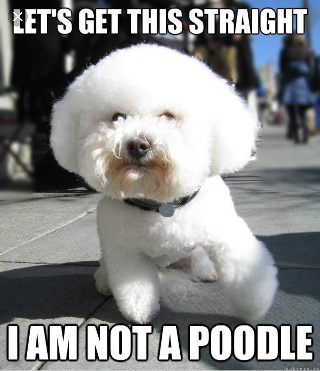 VAVanityPlate's tweet photo. Tag the No. 1 #Bichon enthusiast in your life https://t.co/54lqu5Hme0